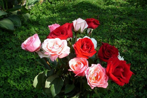 A bouquet of red and pink roses on a green background