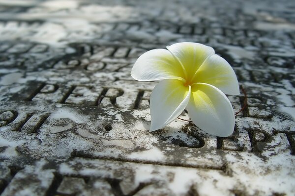 Plumeria solitaria su una lastra di pietra fredda