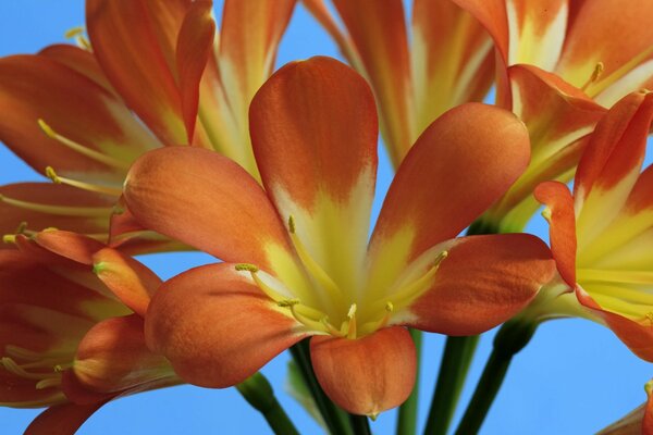 Red and yellow flower on the sky background