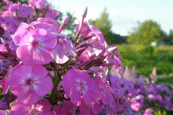 Pink flowers in summer in nature