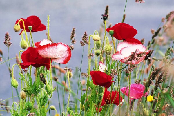 Wilde Mohnblumen auf dem Feld am Rande