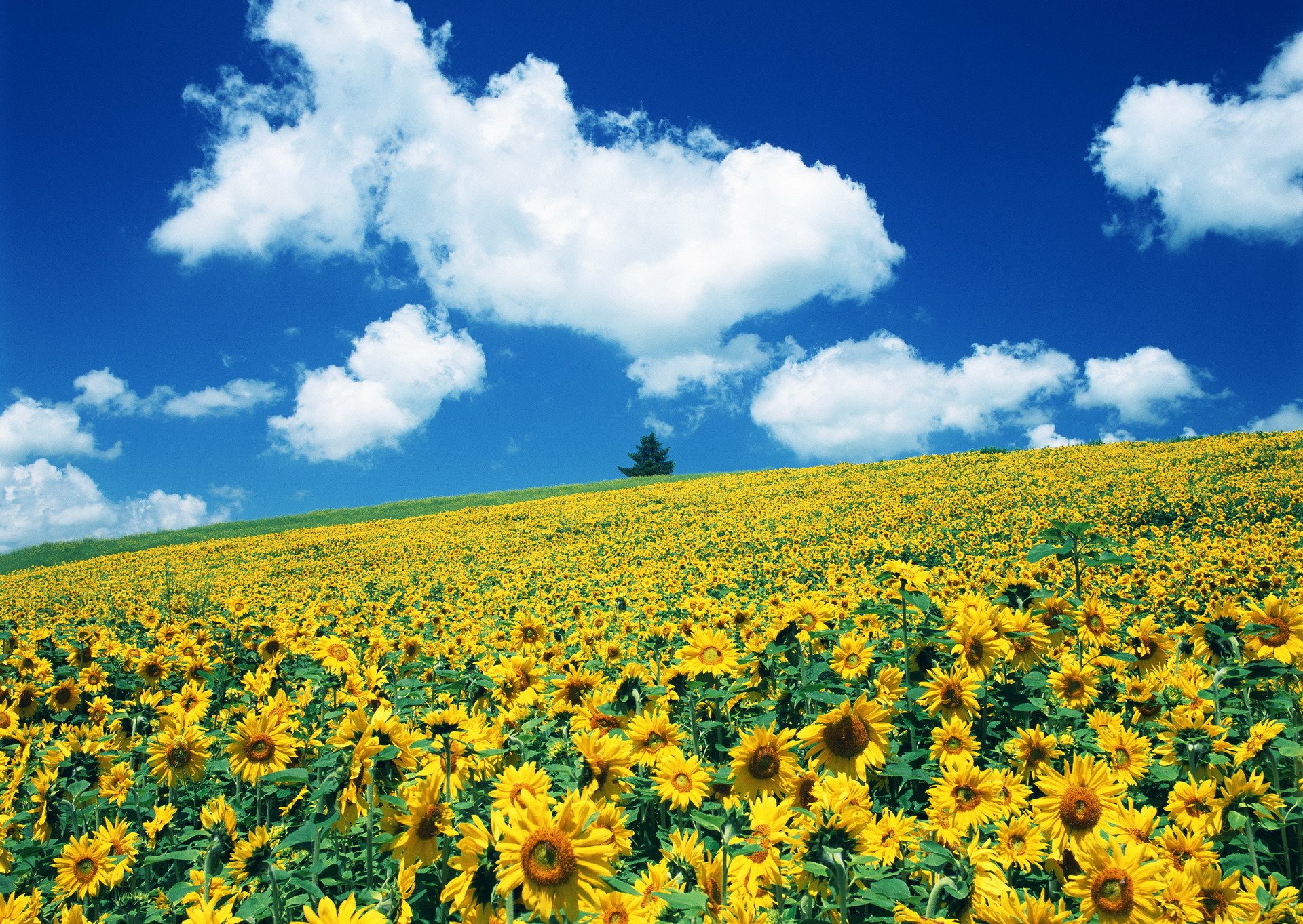 campo fiori girasoli quasi van gogh