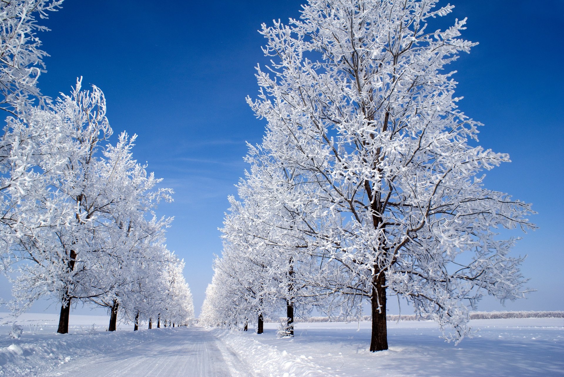 neige matin hiver matin bleu ciel arbres neige