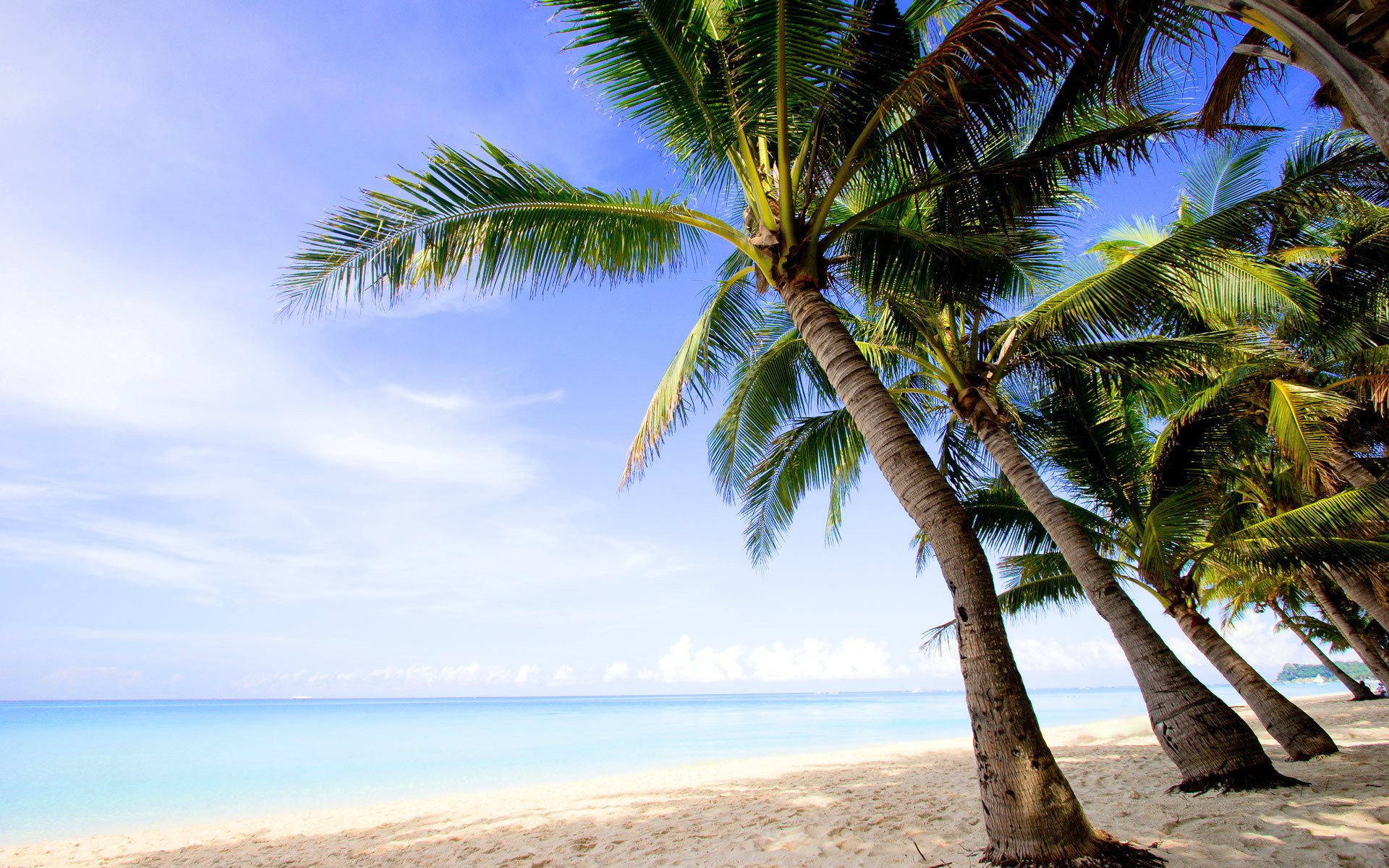 landscape water beach sand summer palm tree