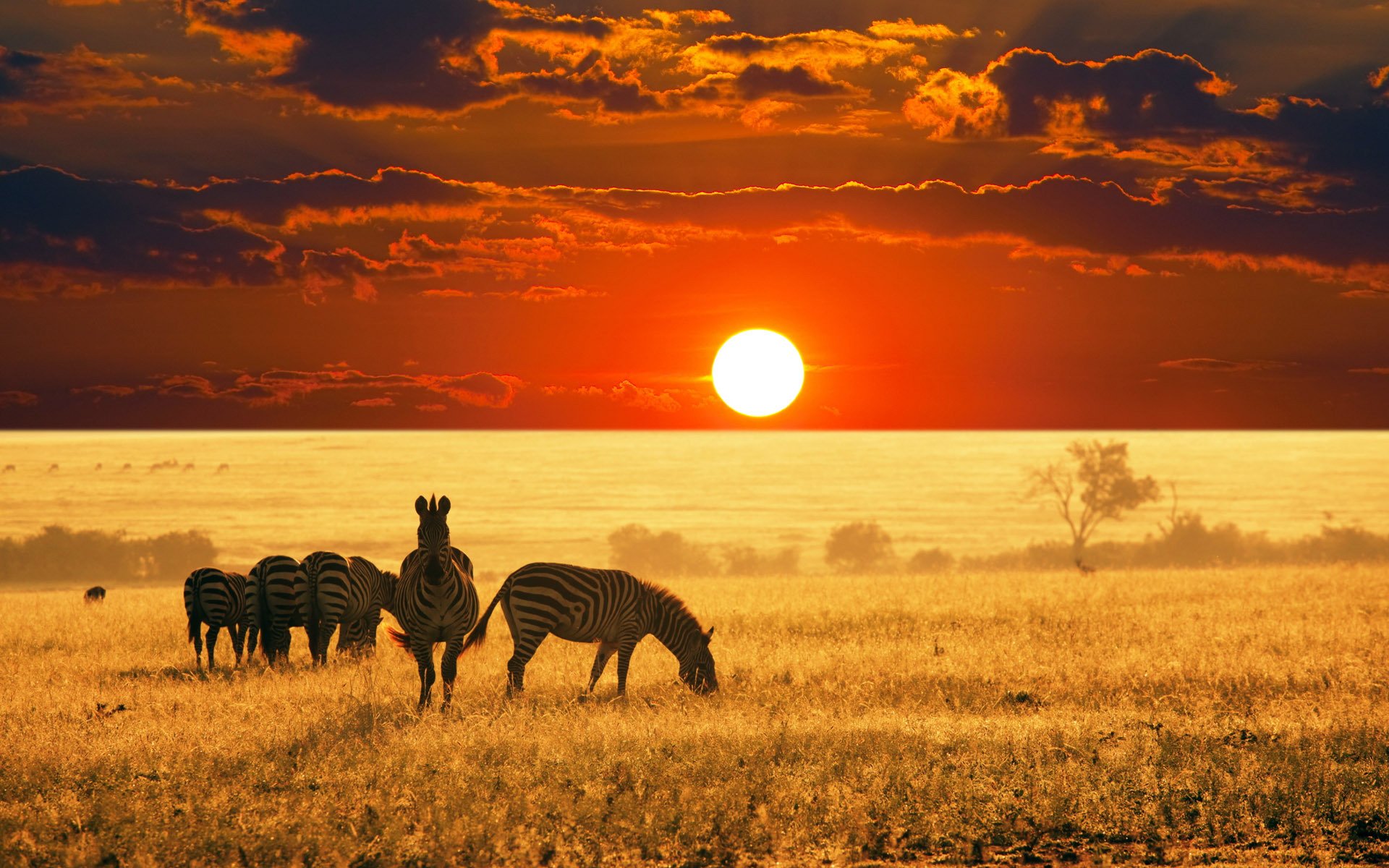 ebene horizont himmel wolken sonne scharlachrot sonnenuntergang herde zebras gras