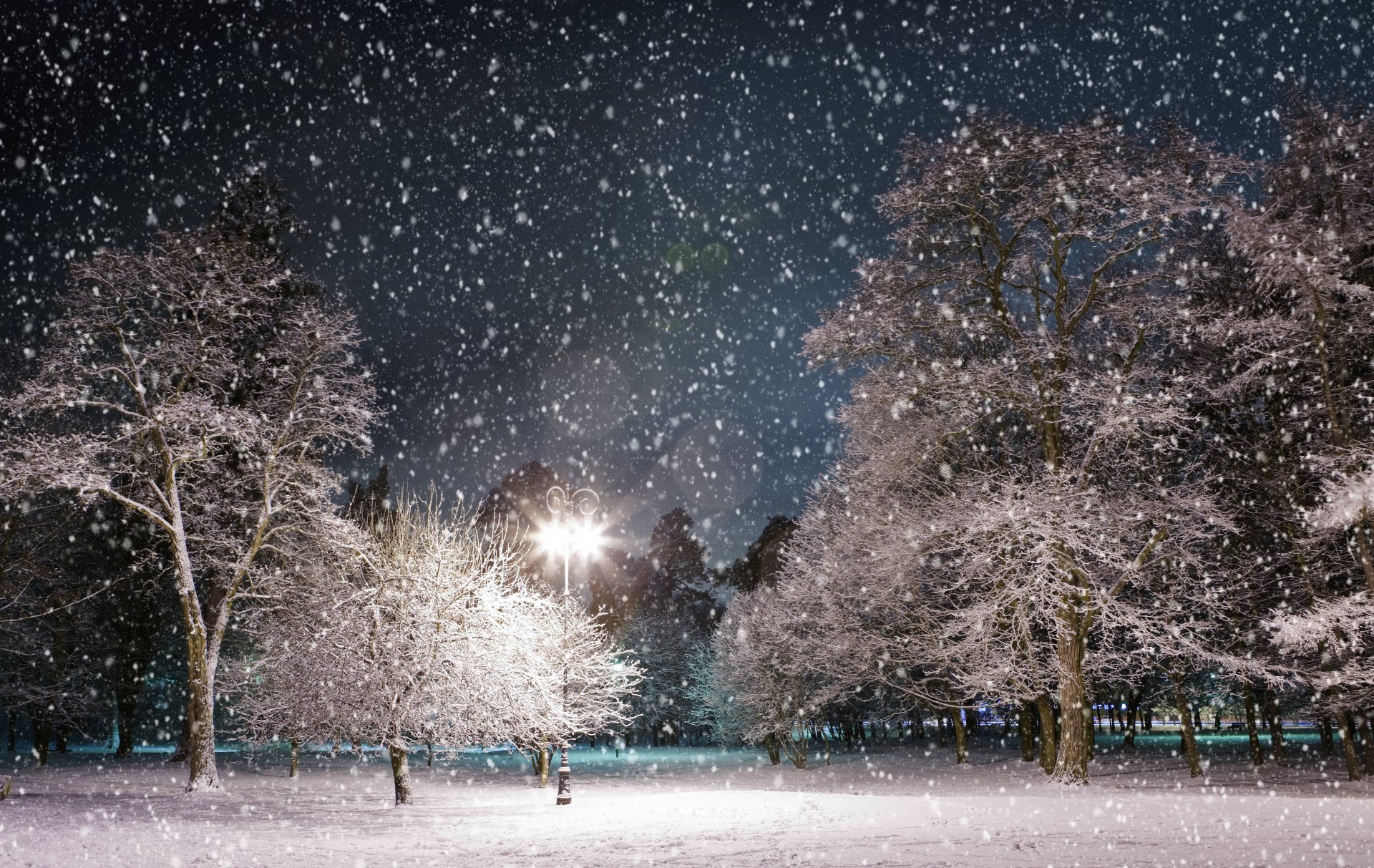 zima śnieg noc park drzewa latarnia