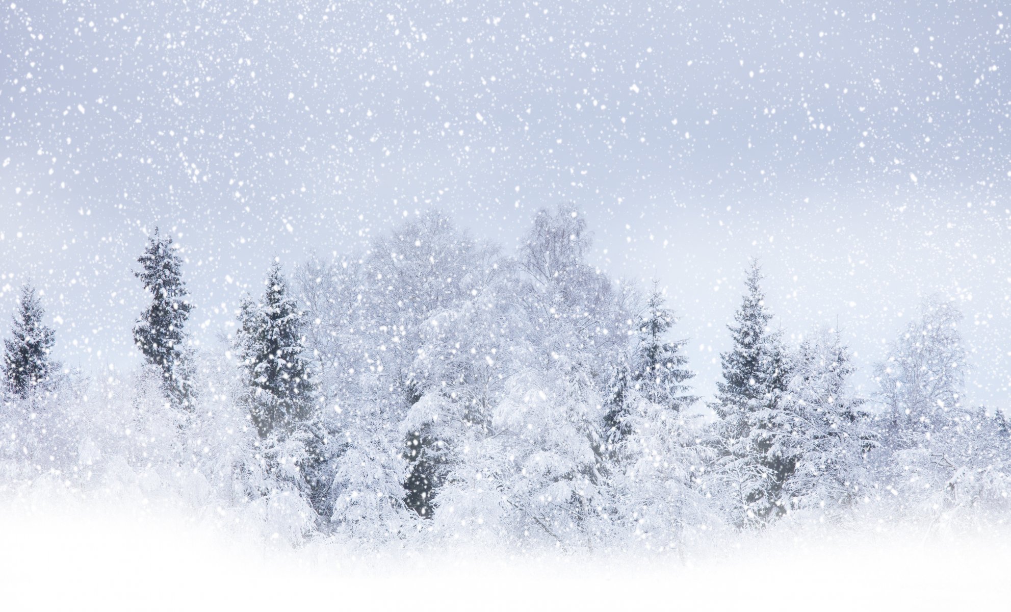 winterschönheit winter bäume fliegen schnee weiß um