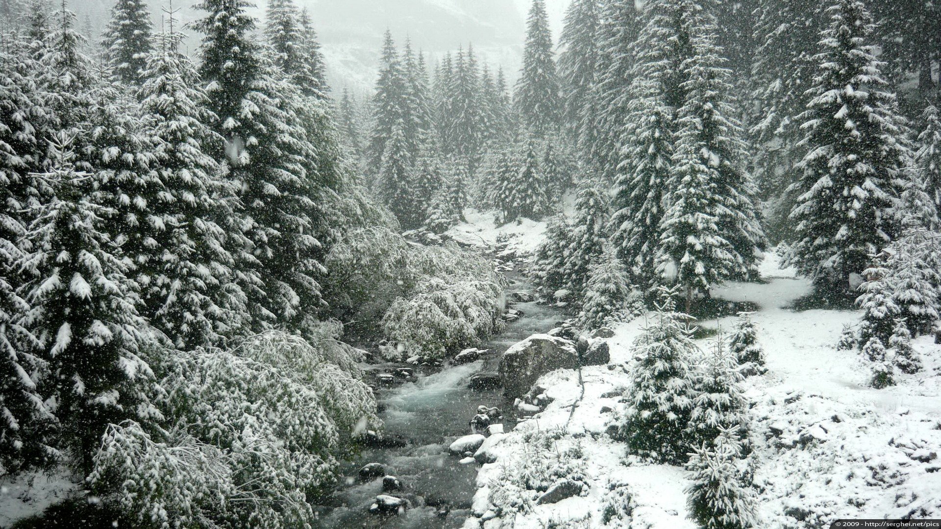 invierno nieve bosque árboles naturaleza