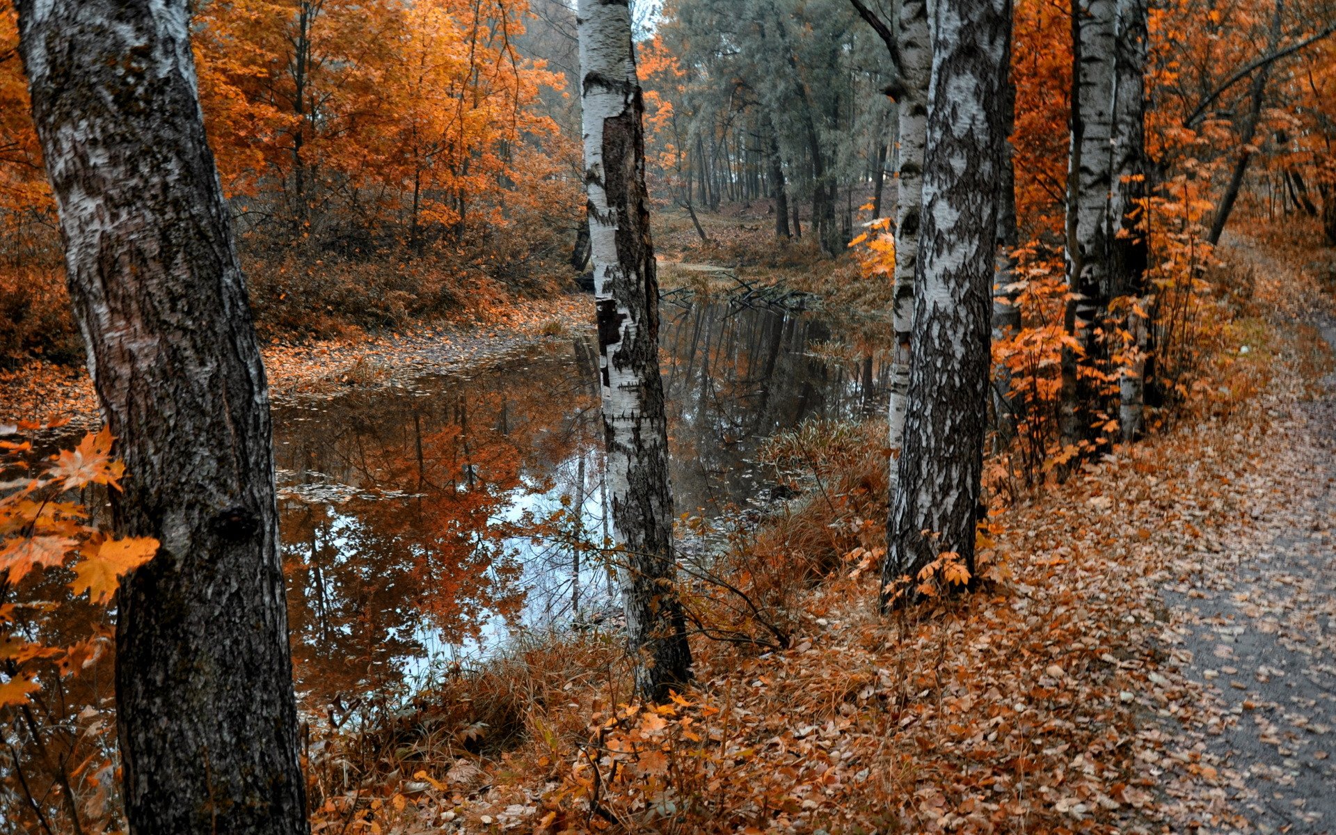 herbst teich park natur blätter