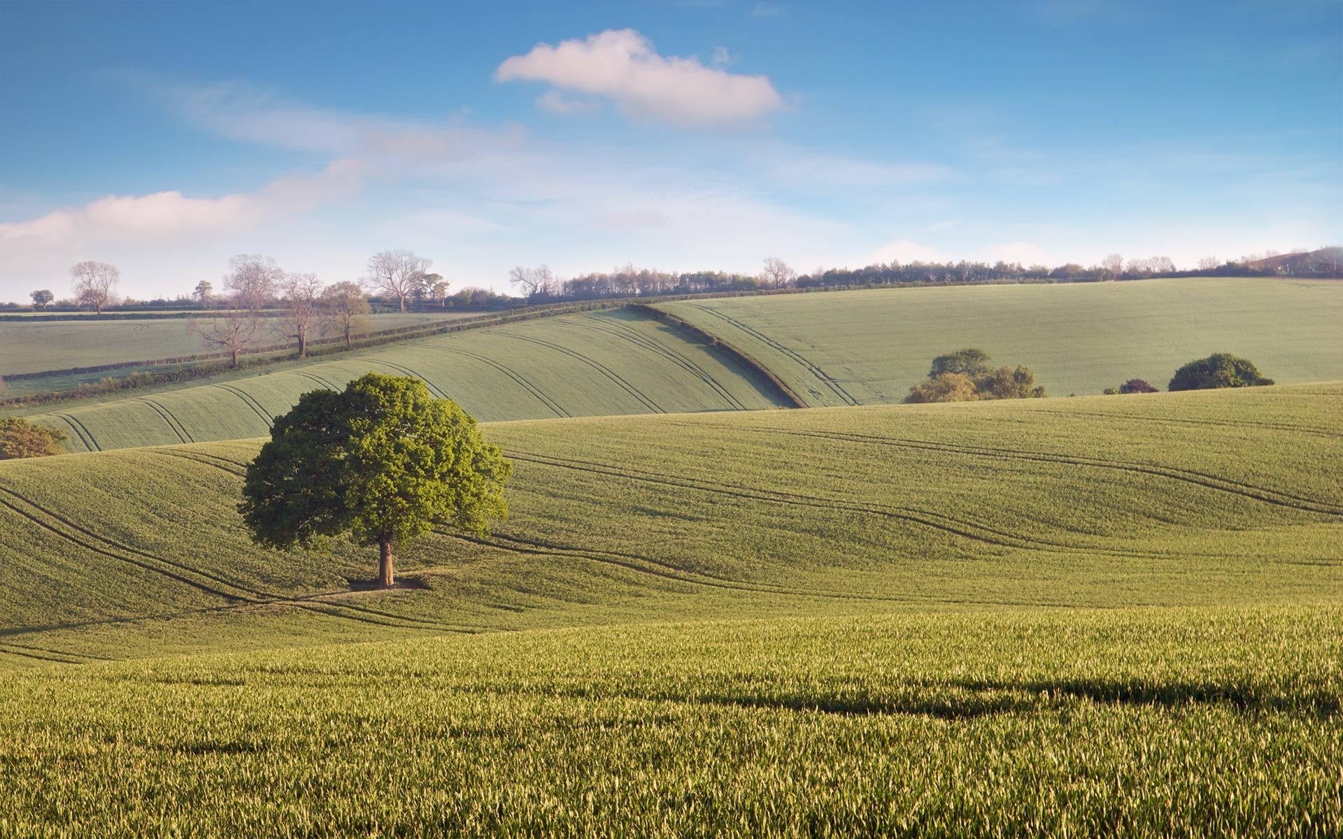 landscape tree the field