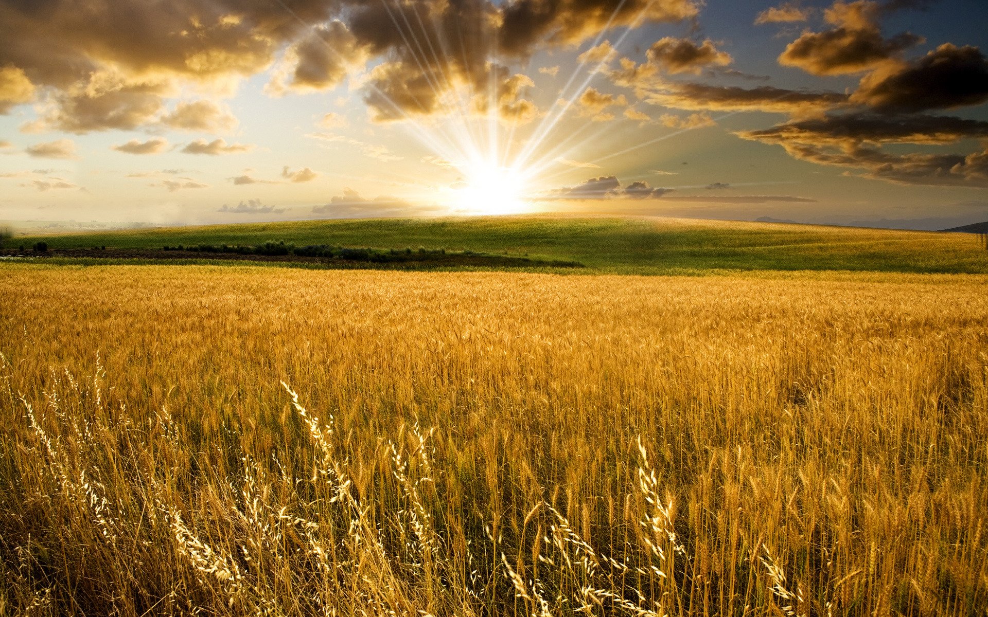 landscape nature the field sun hills valley ears wheat wheat field