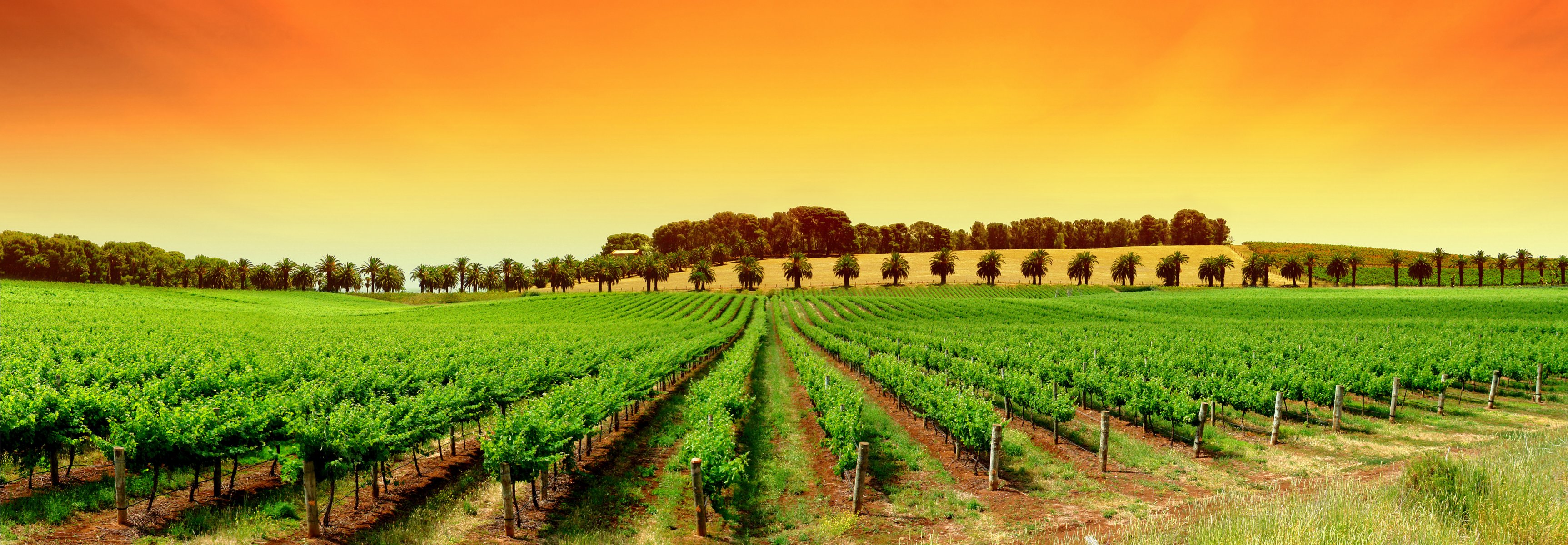 paesaggio natura widescreen vista piante cielo alberi fotografia