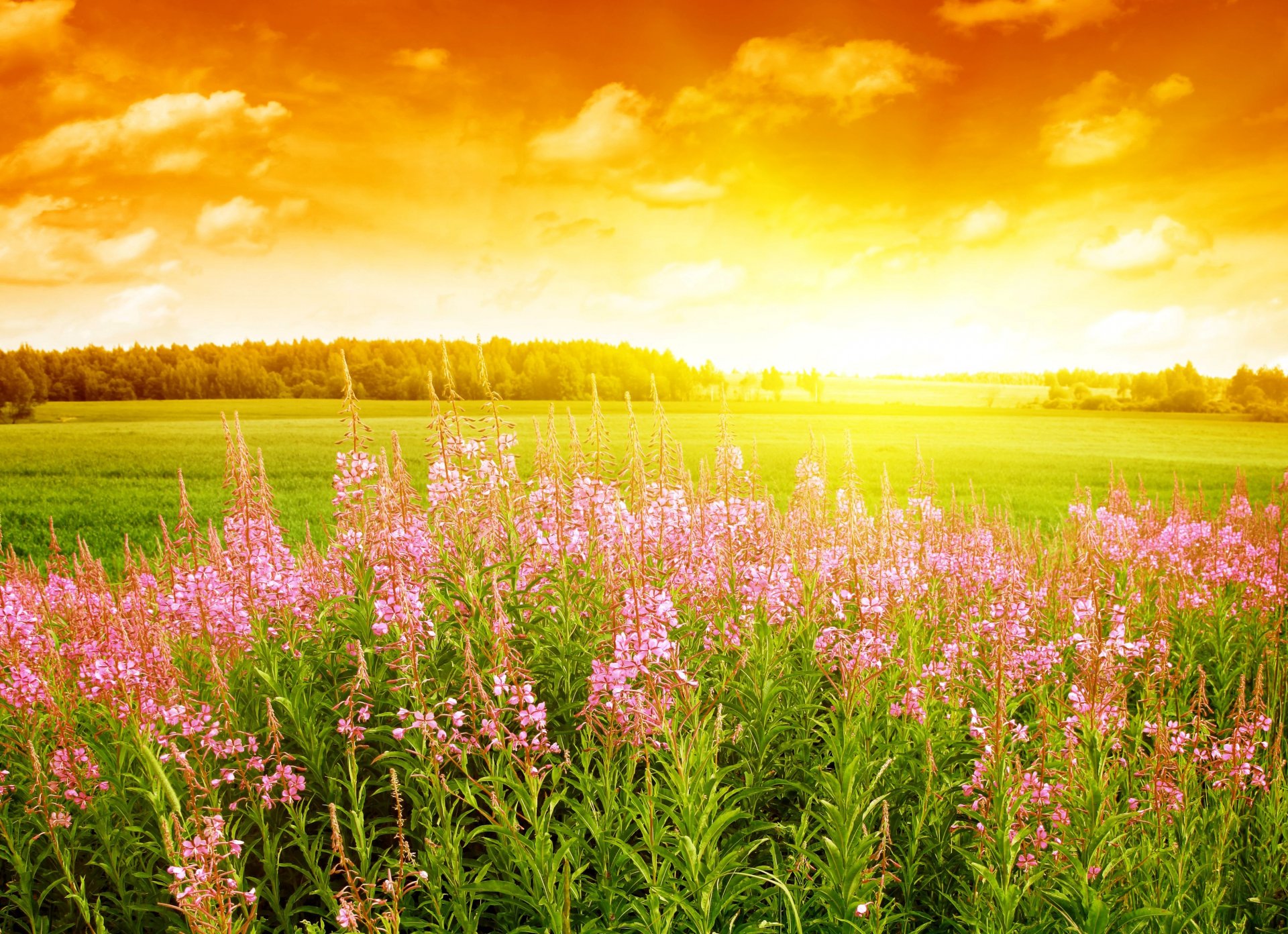 magnifique paysage paysage champ plantes coucher de soleil orange ciel nuages espace