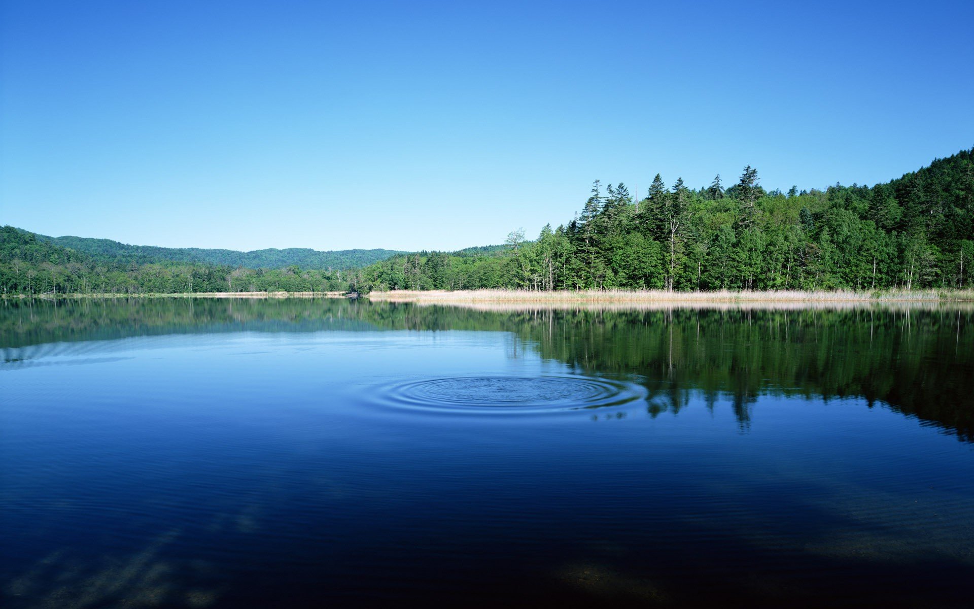 lac forêt cercles bulk