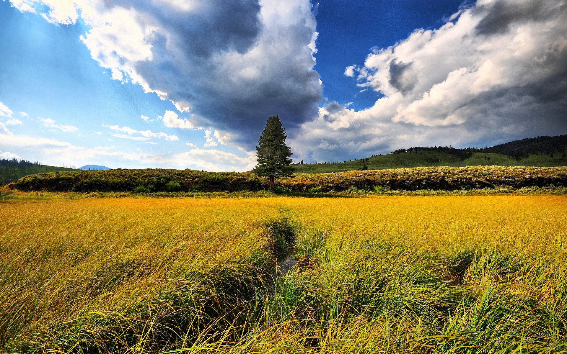 belleza paisaje naturaleza árboles campo campos hierba