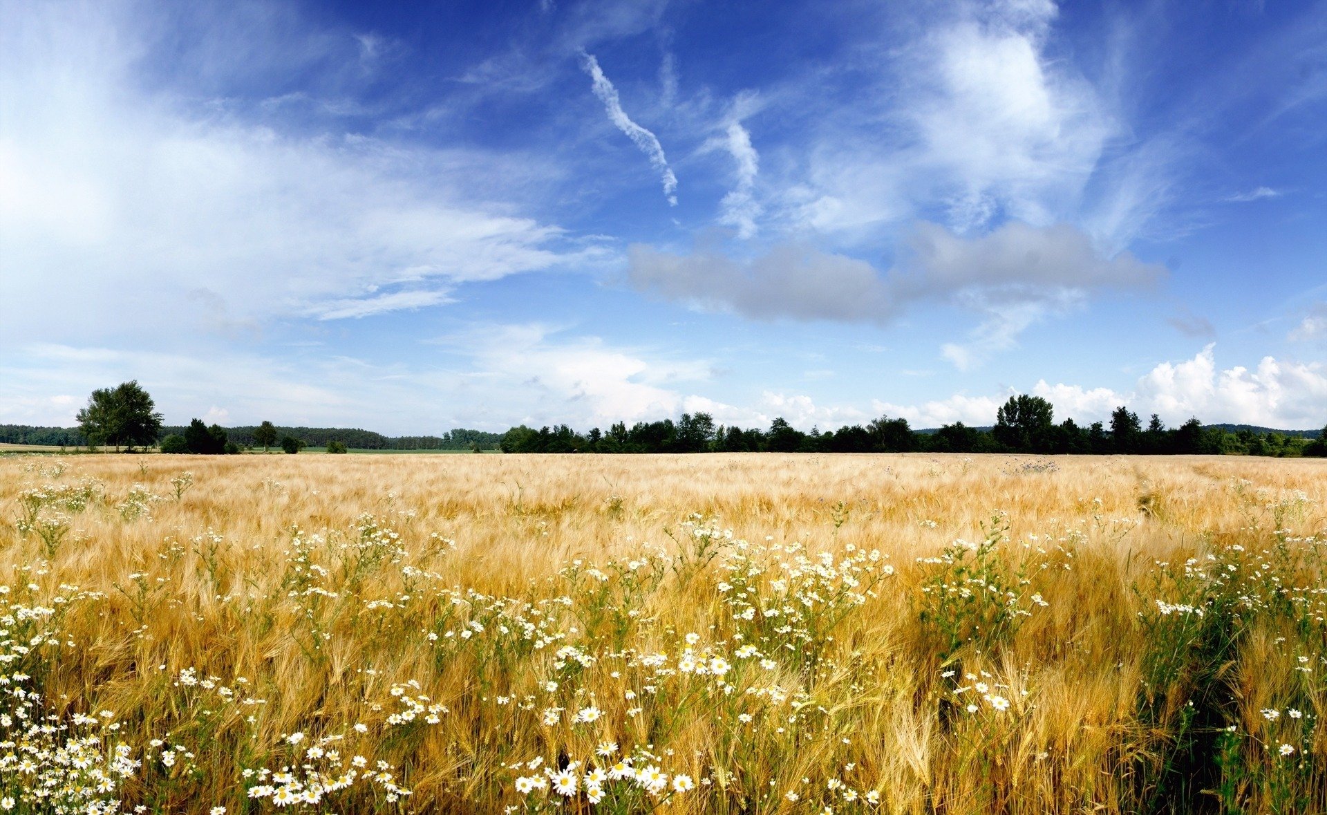 natura paesaggio. campo erbe fiori orizzonte alberi cielo nuvole