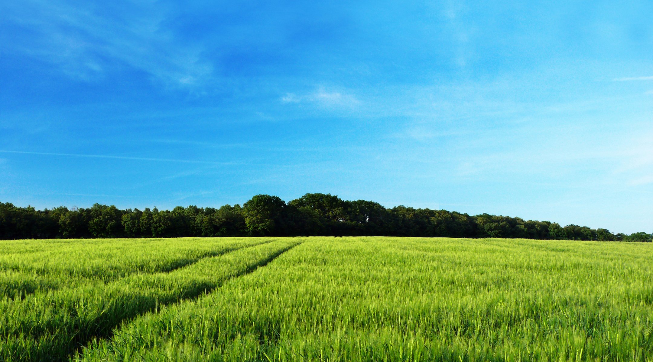 landschaft natur feld felder baum wald bäume frühling sommer