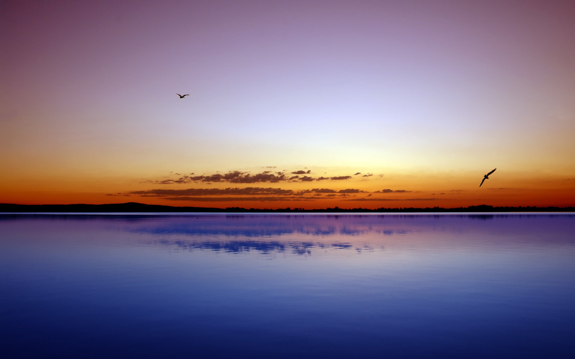 landscape beauty night birds water ocean sea