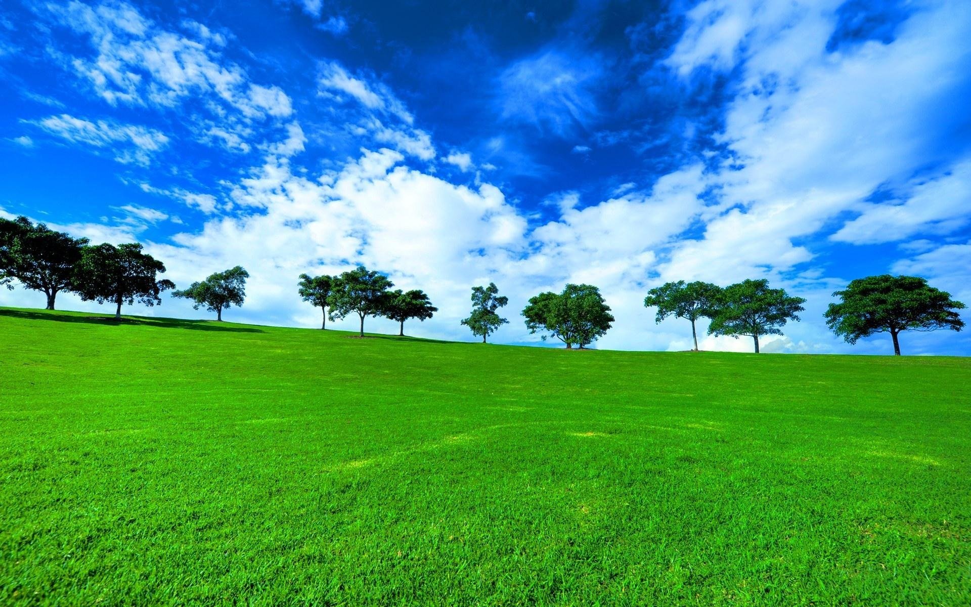 bäume gras feld grün natur landschaft ansicht