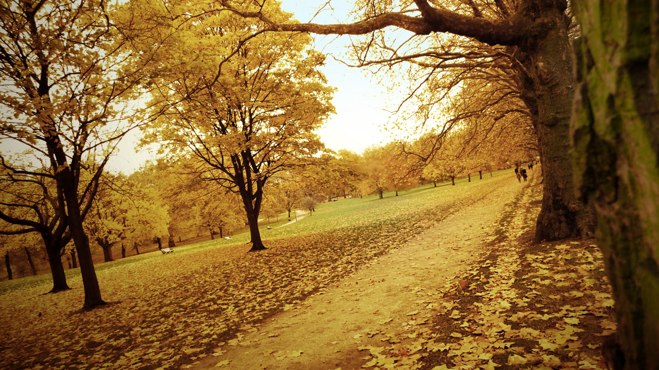 herbst wald park straße fußweg blätter bäume gelb