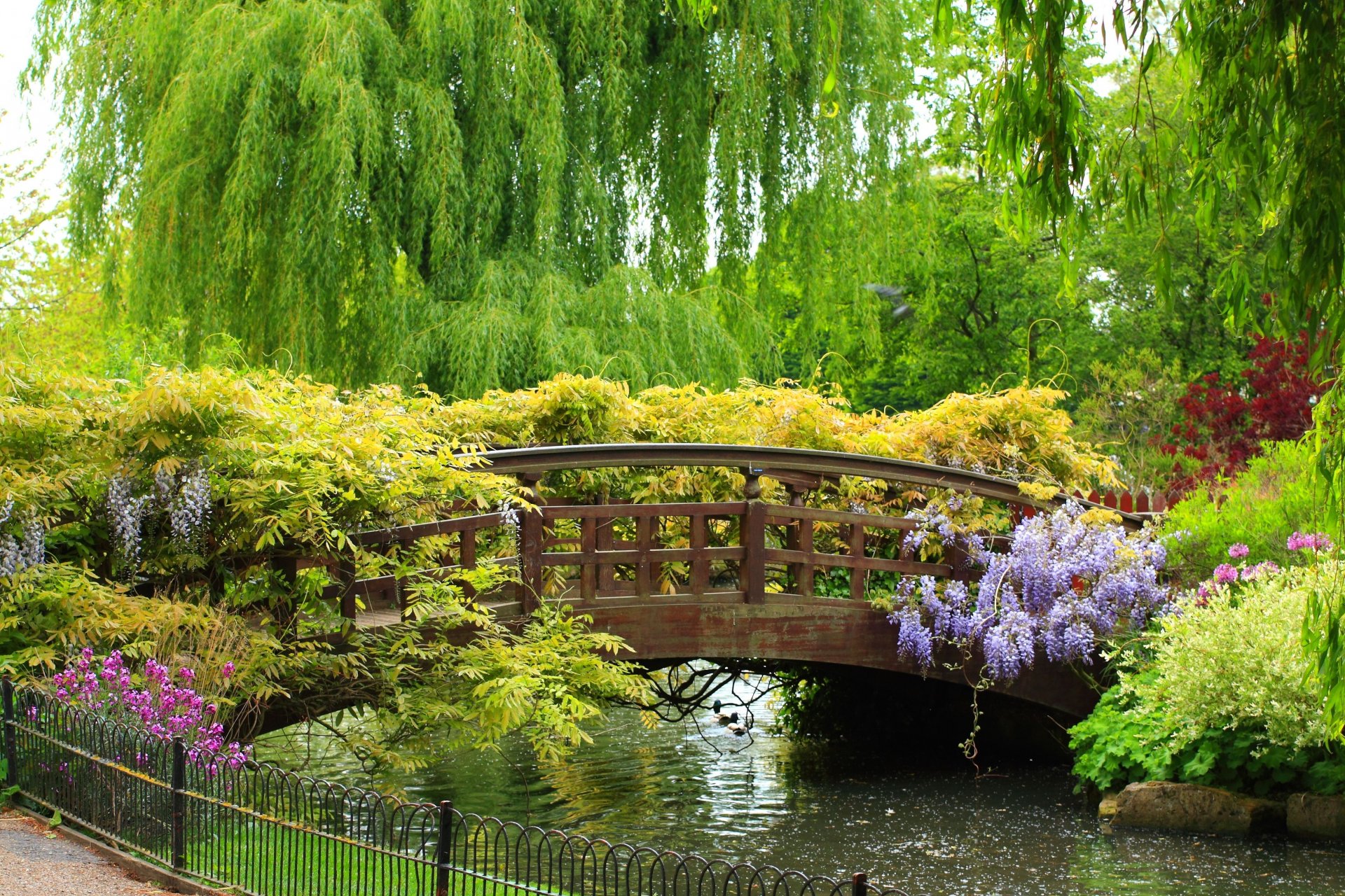 giardino di primavera ponte parco bello ponte fiume recinzione piante fiori alberi pianto salice bellezza