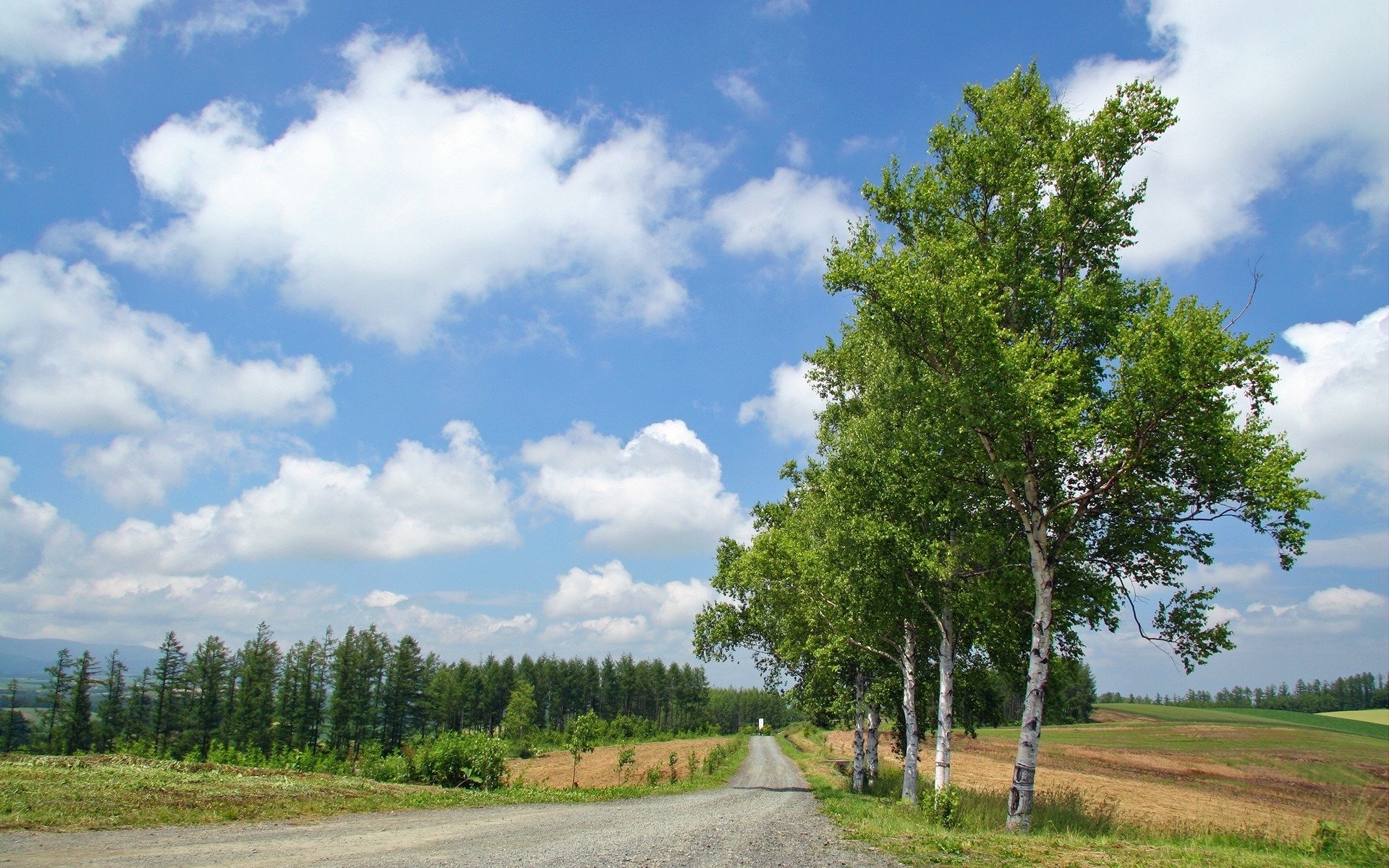 sommer straße bäume birken wald wolken