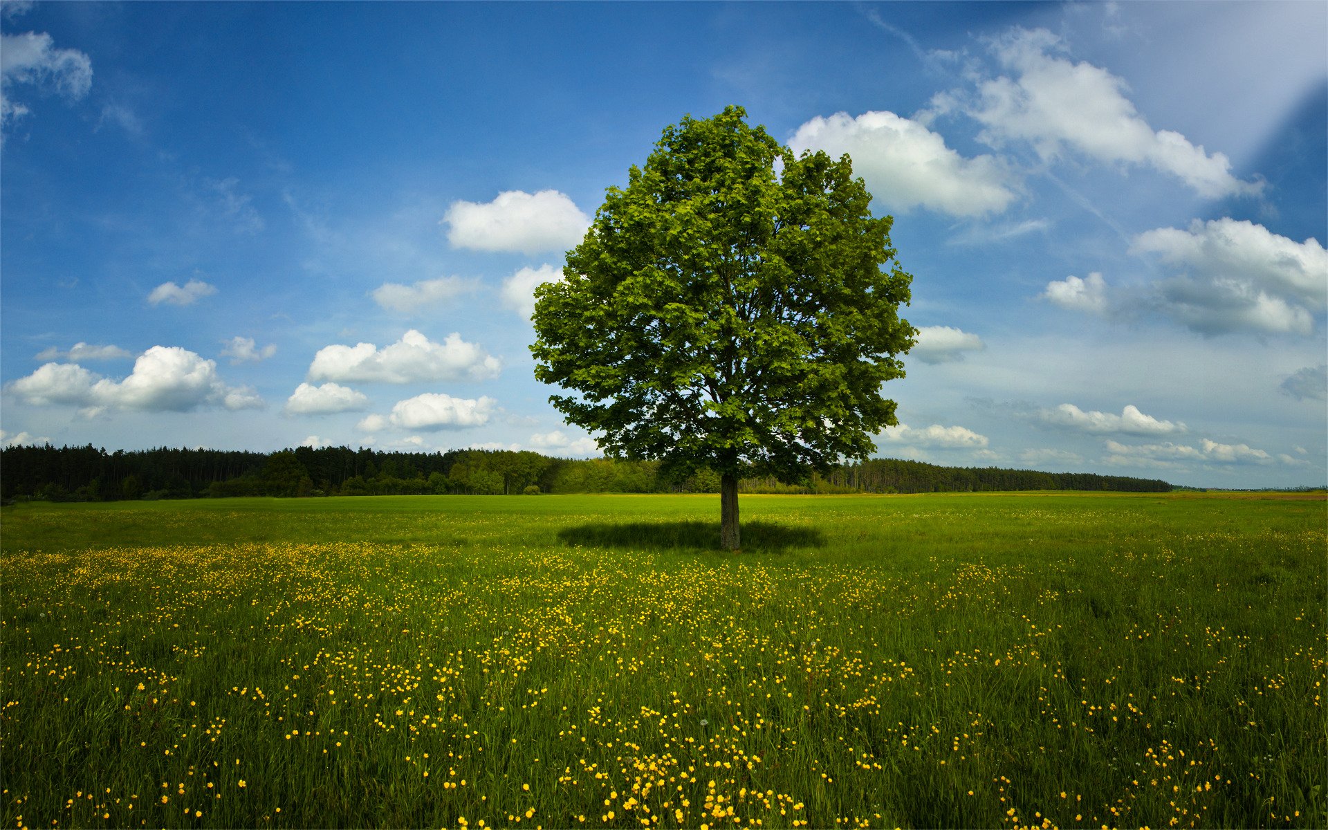 natura drzewa trawa pole lato wiosna