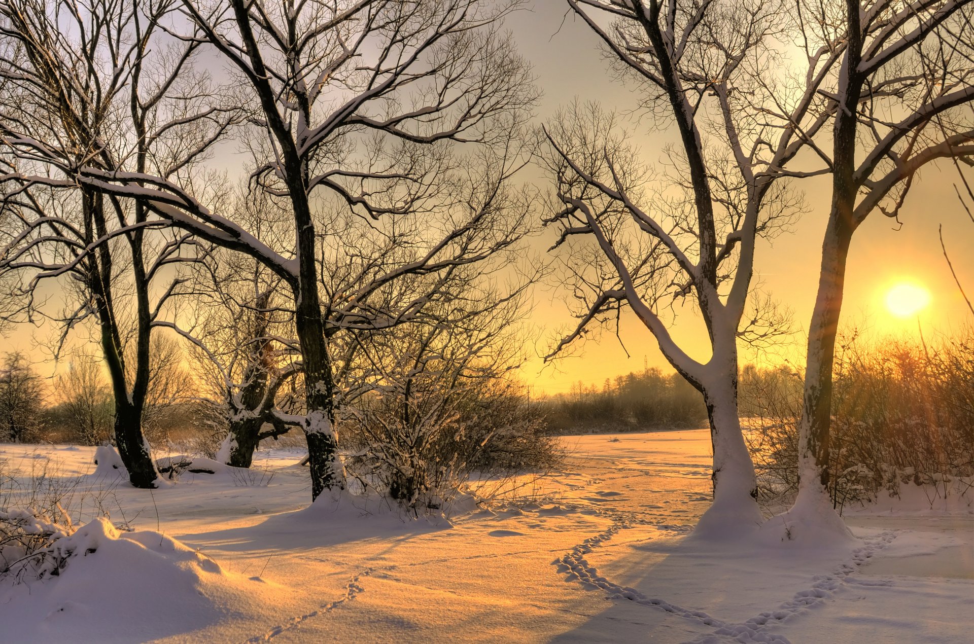 hiver neige arbres soleil