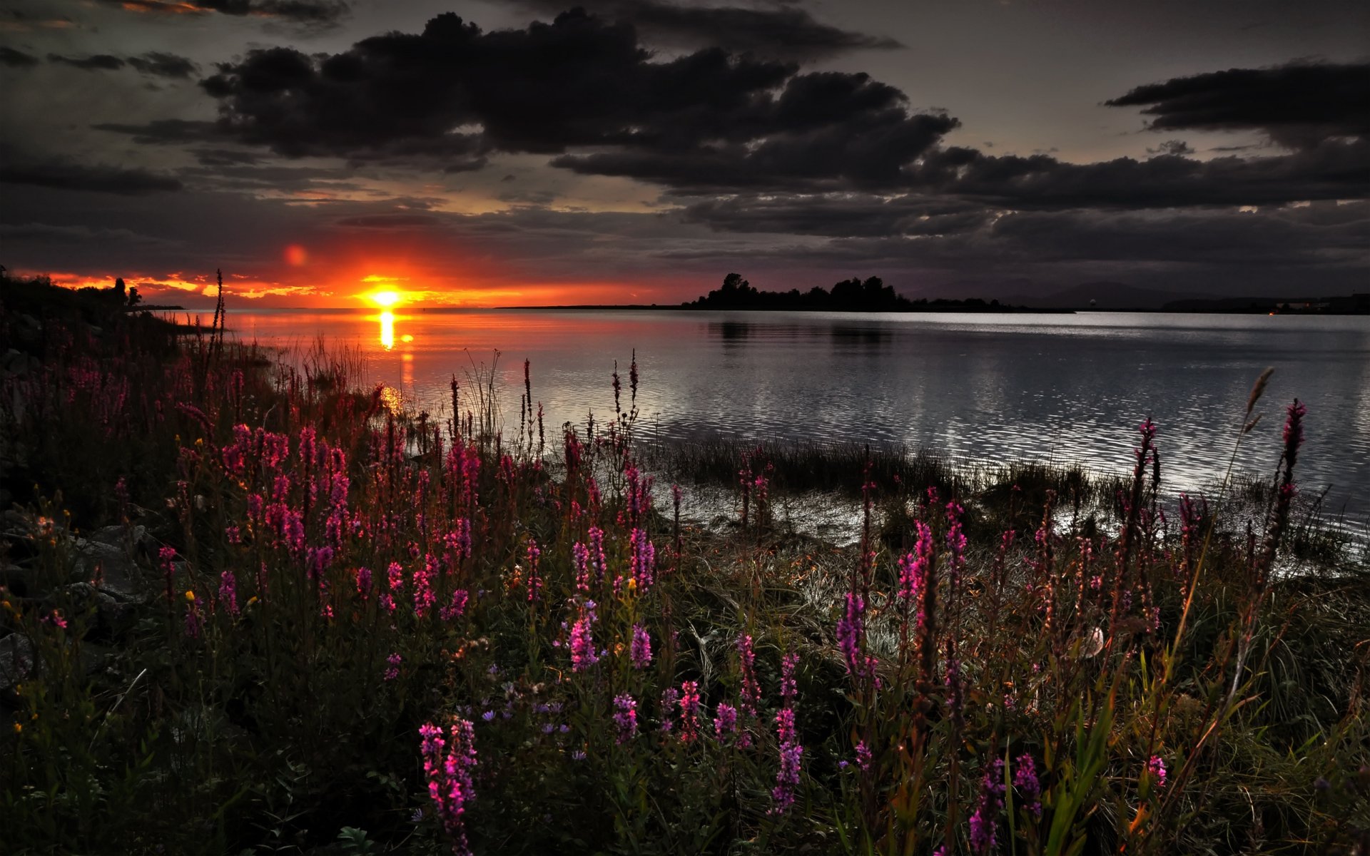 blumen sonnenuntergang wolken