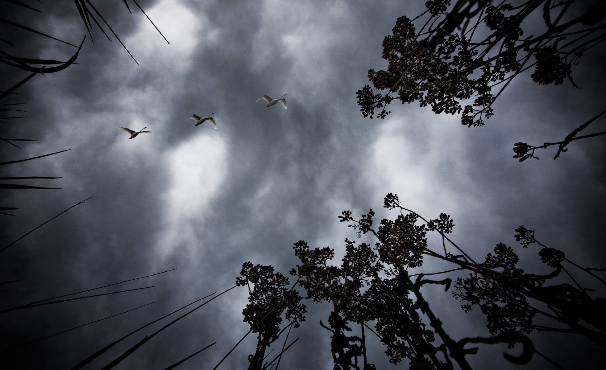 vögel nacht himmel landschaften natur baum zweige