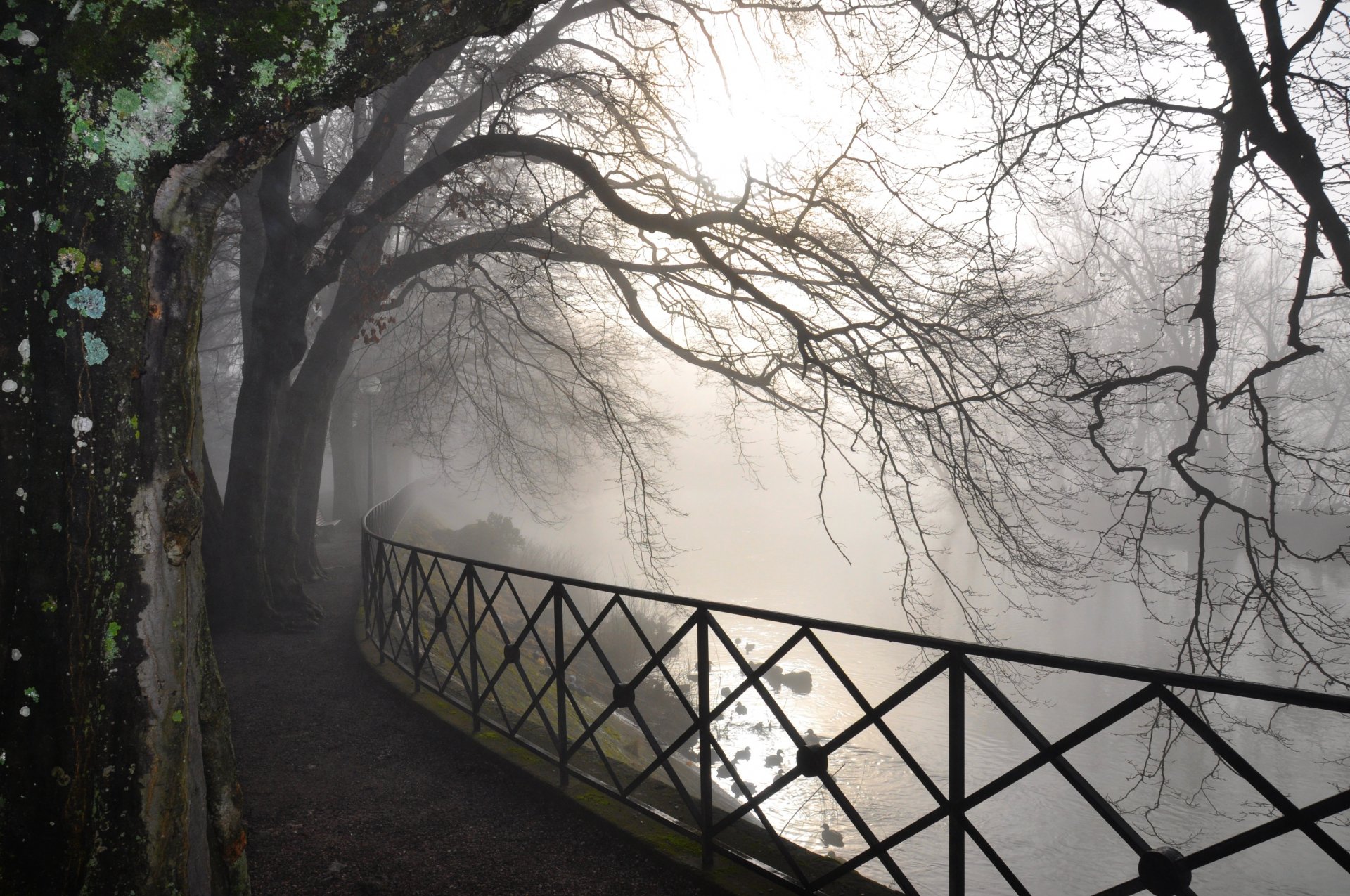 bäume zweige nebel fluss straße wald natur