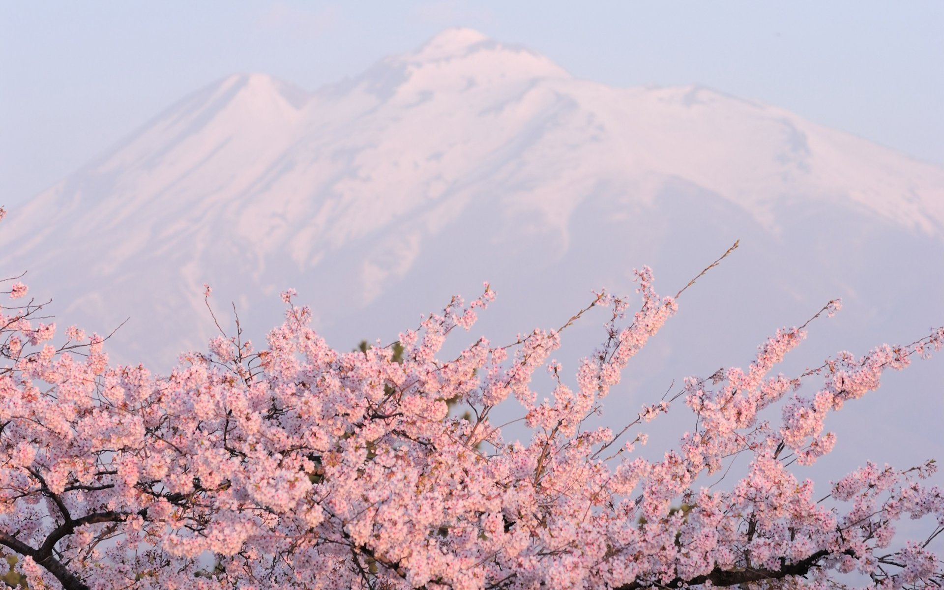 Цветущая сакура на фоне заснеженной горы - обои на рабочий стол