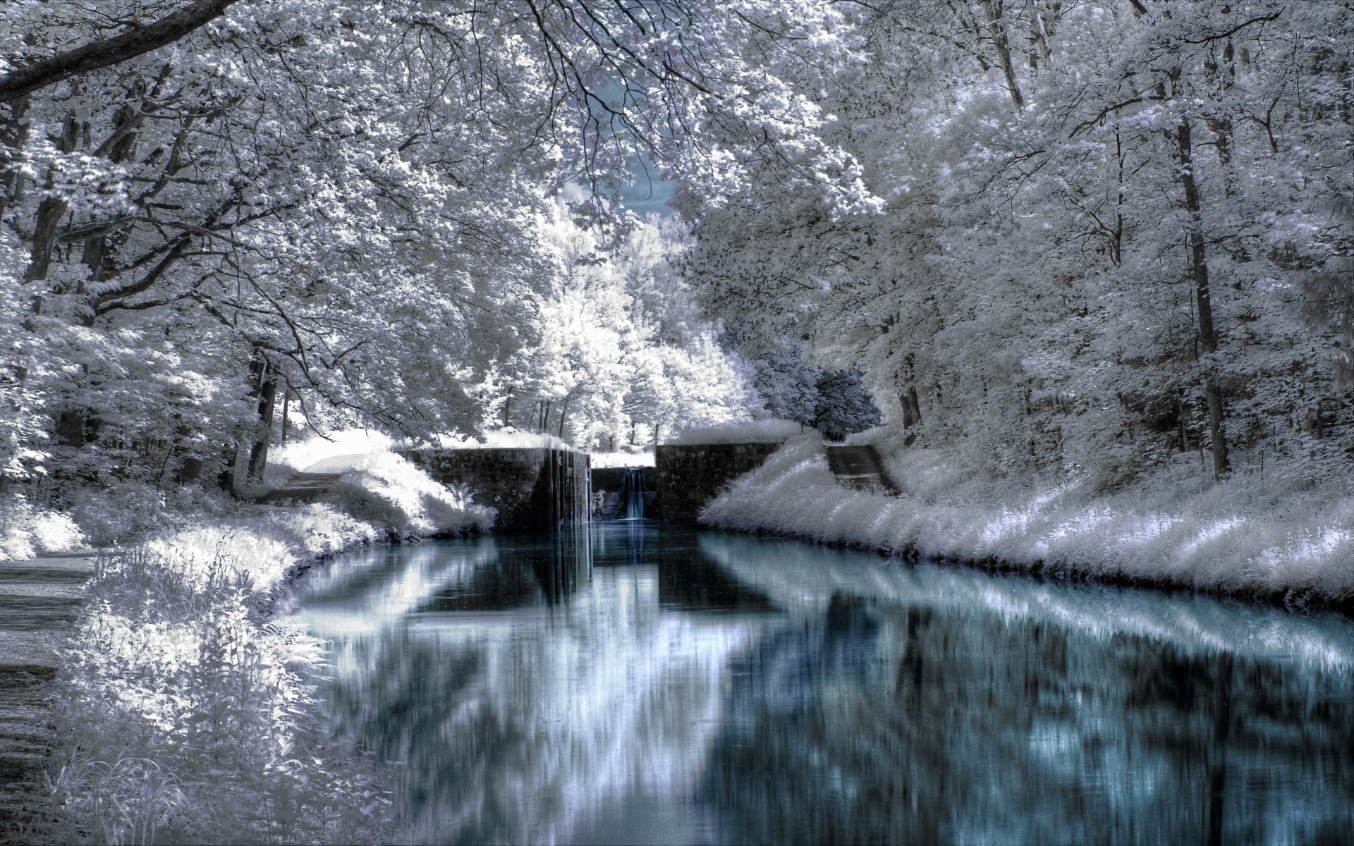 paysage hiver arbres parcs forêts neige