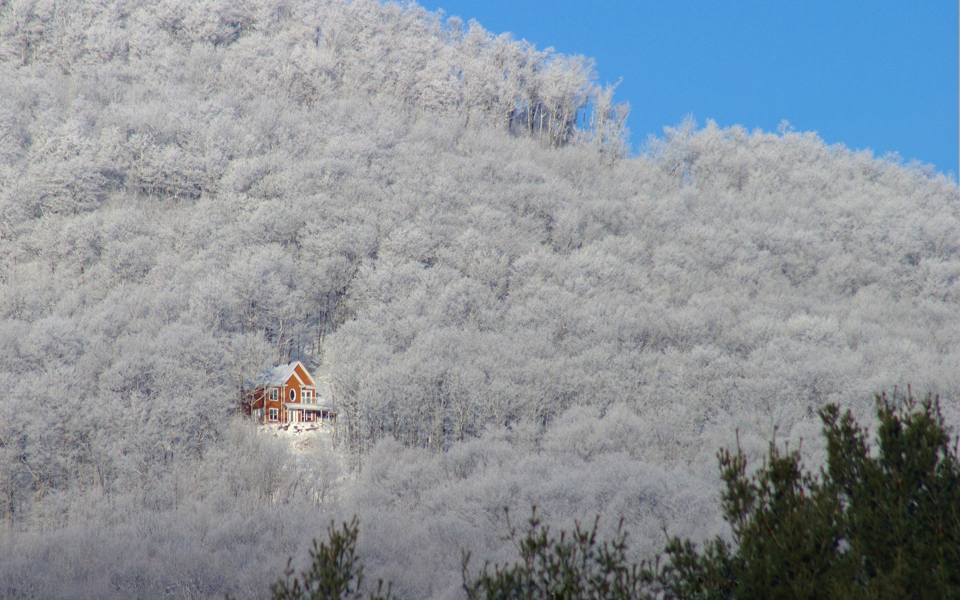 bäume hang berg haus