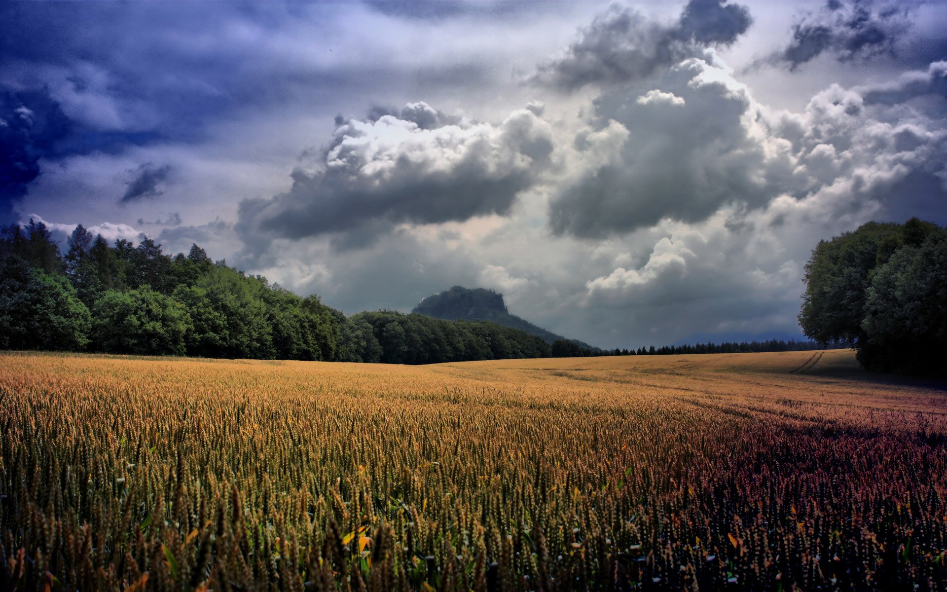 natura paesaggio bellezza cielo nuvole nuvole alberi verde piante campo valle spighe grano erba fiori paesaggio pendenza cielo verde foto