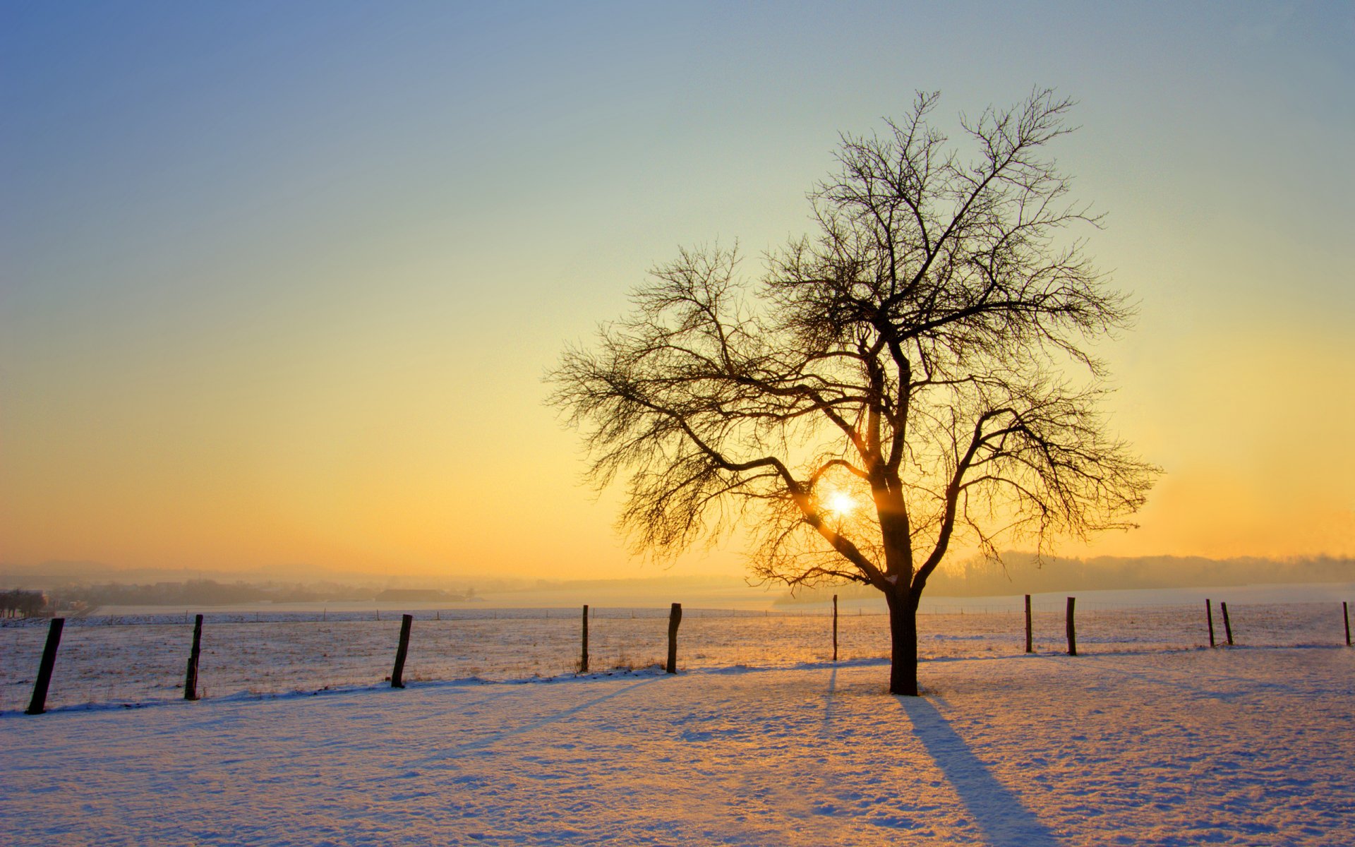 winter tree snow sun