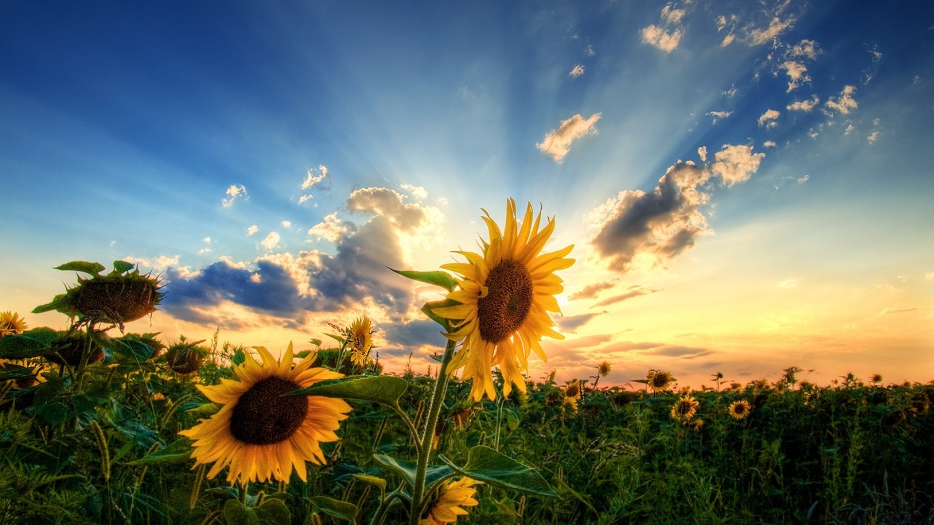 unflowers the field sun sky cloud