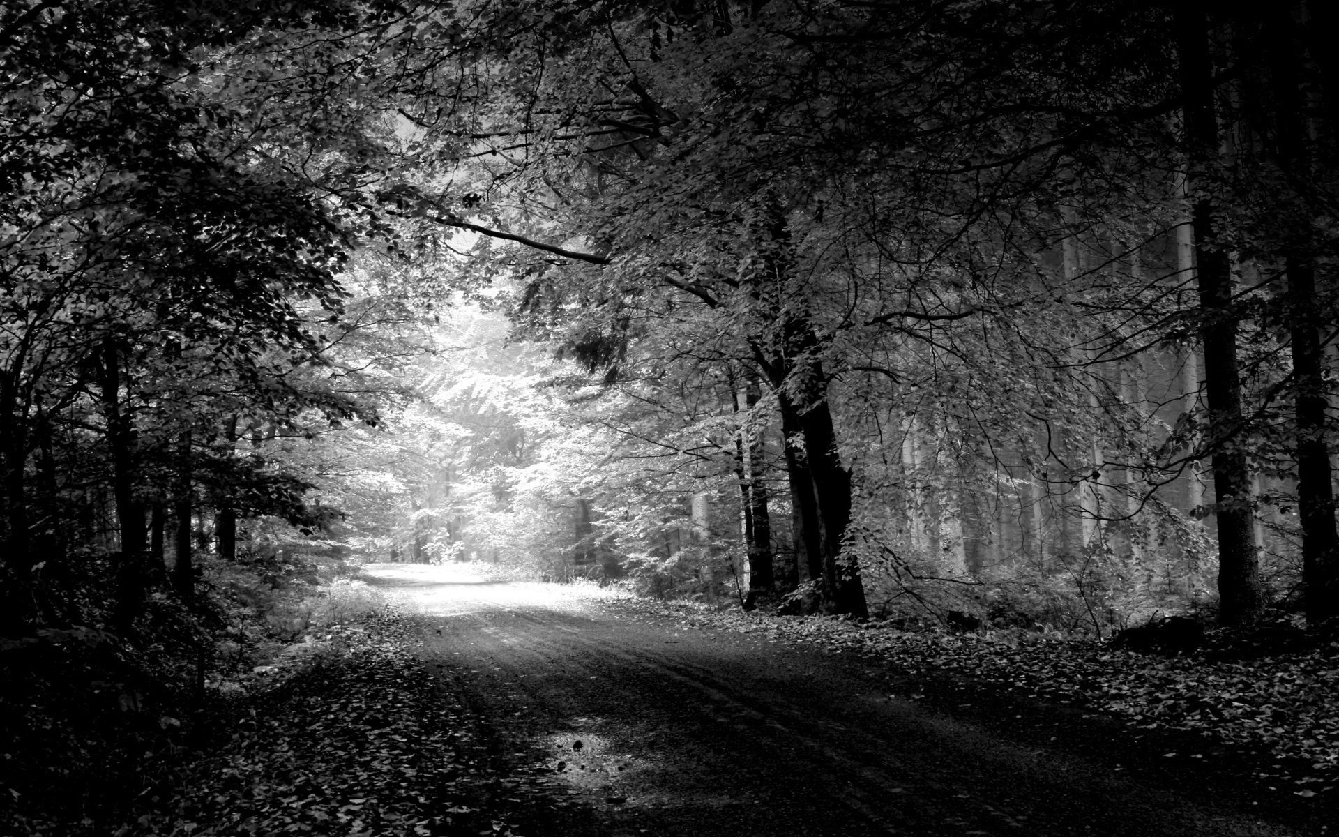 paesaggio strada alberi natura