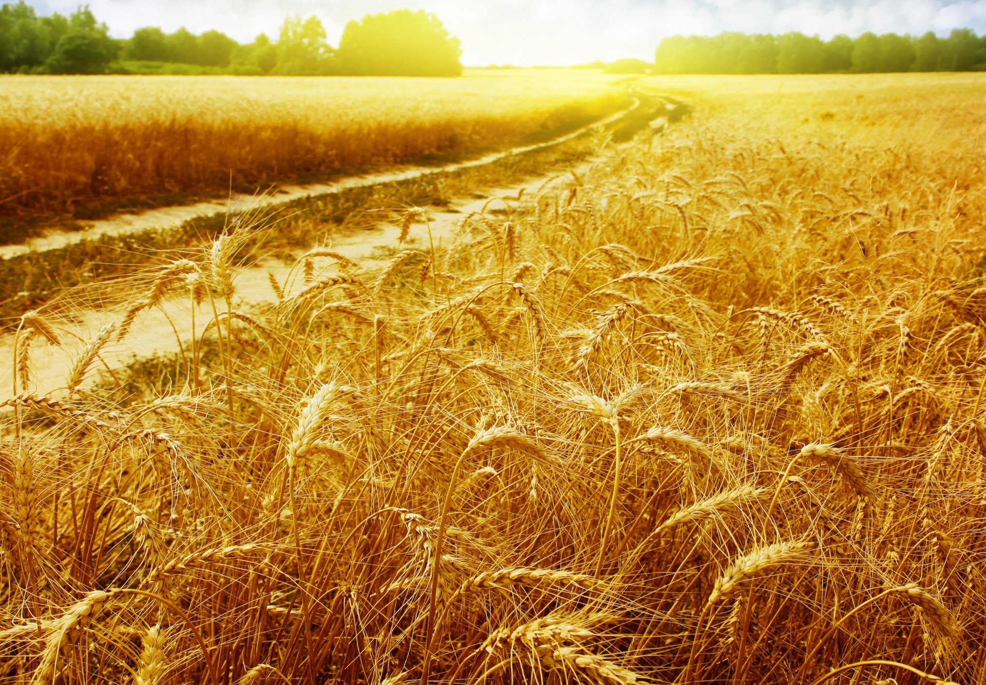 landscape golden field the field wheat gold spikes rays sun road