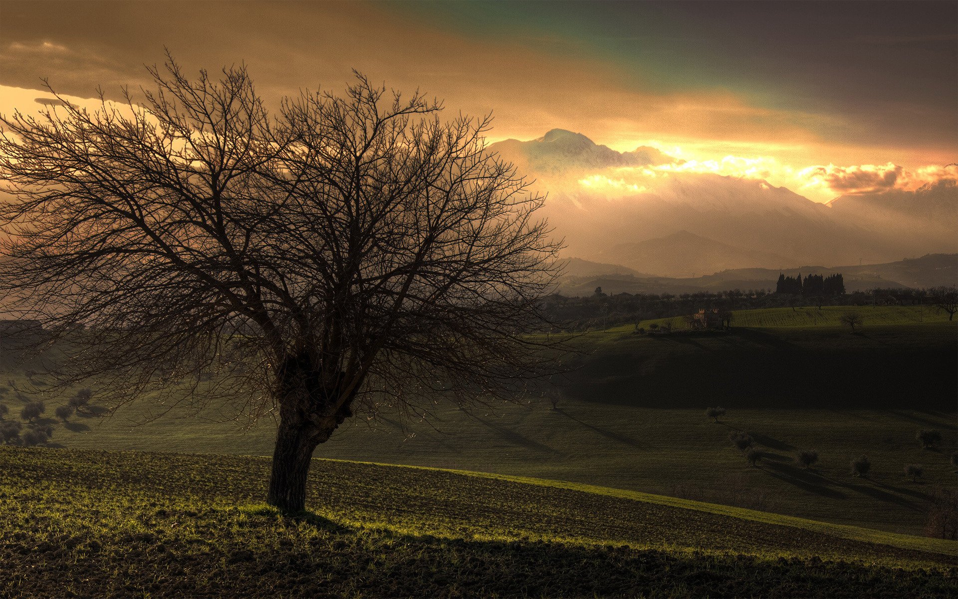 view tree tree nature landscape photo