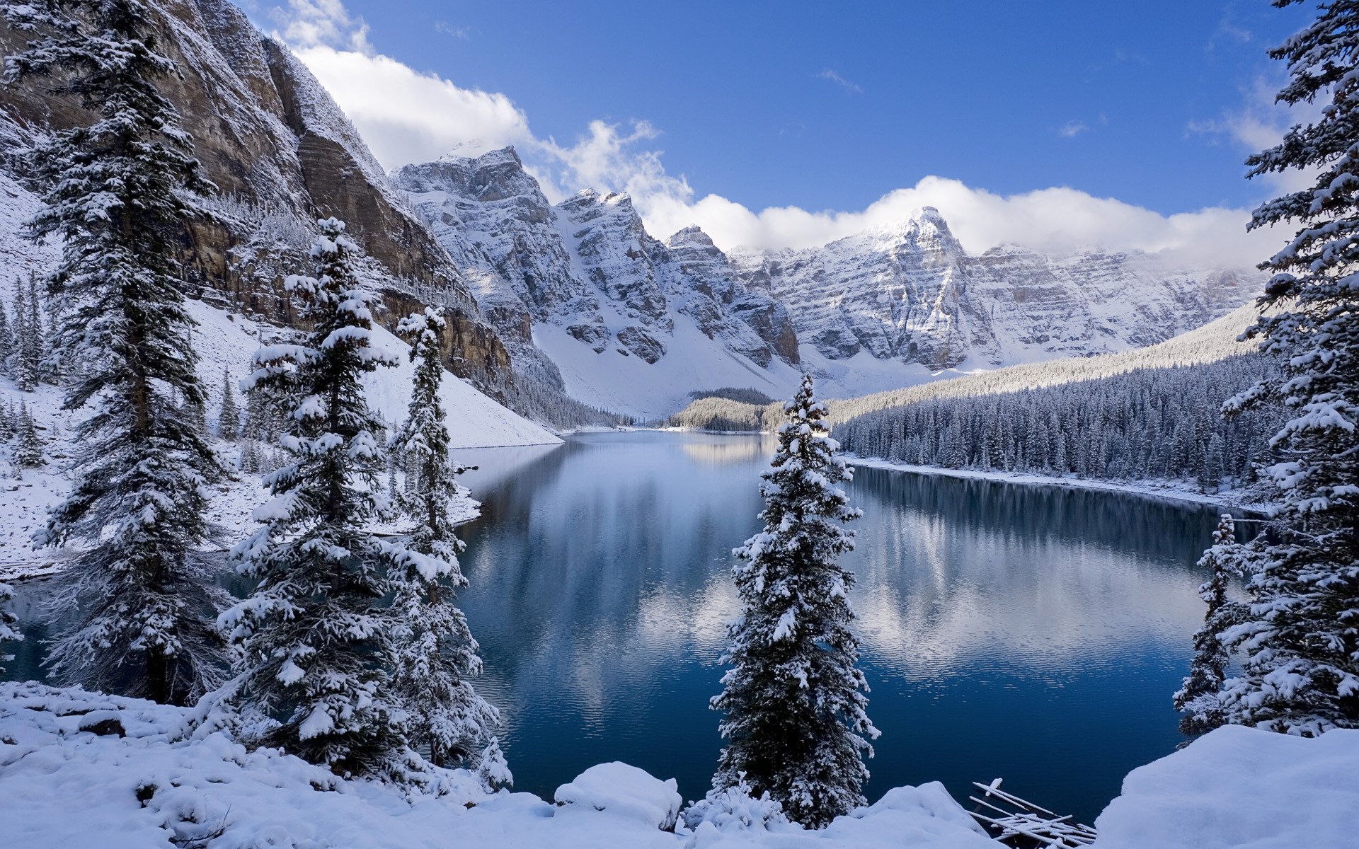 forest winter snow