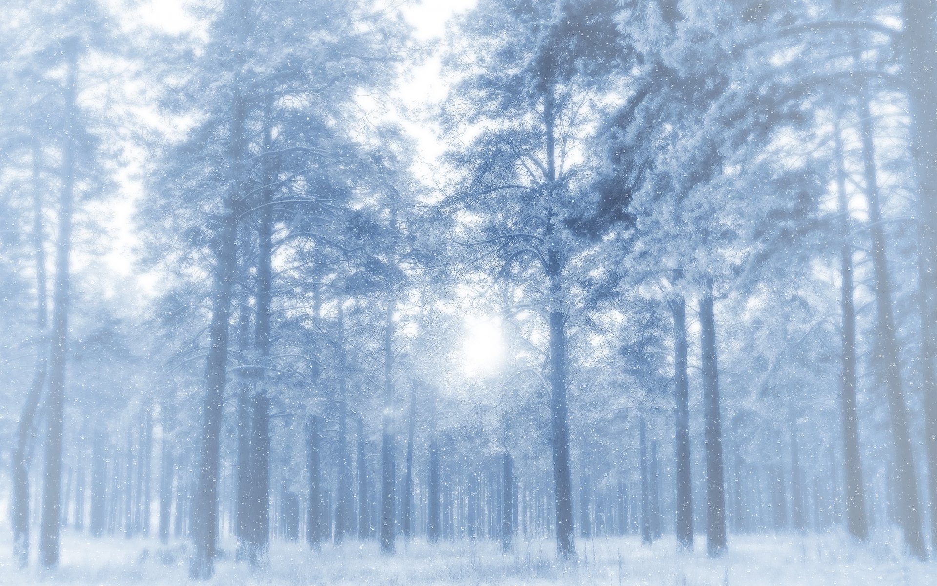 winter forest trees pines snow frost light frosty