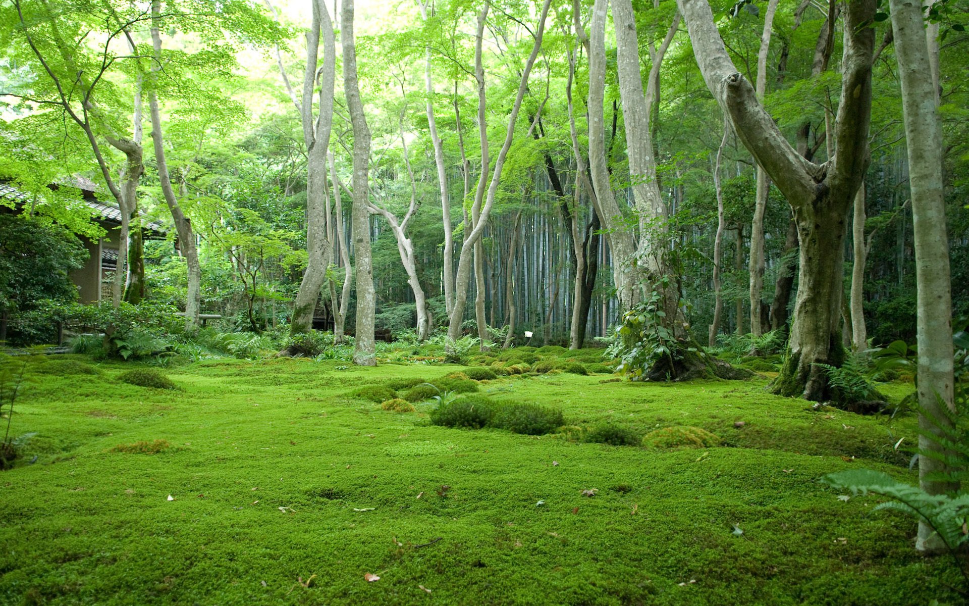 japan wald bäume lichtung