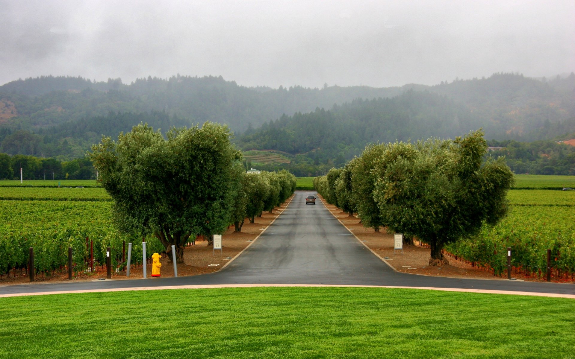 pelouse allée route arbres voiture brouillard plantation