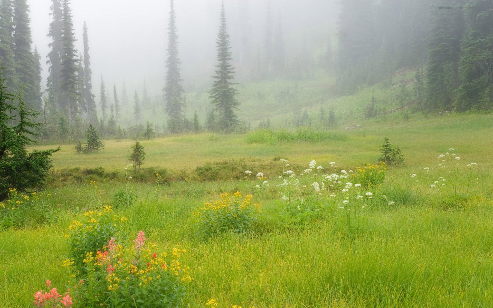 naturaleza claro hierba vegetación flores pendiente bosque árboles abetos árboles de navidad siluetas niebla