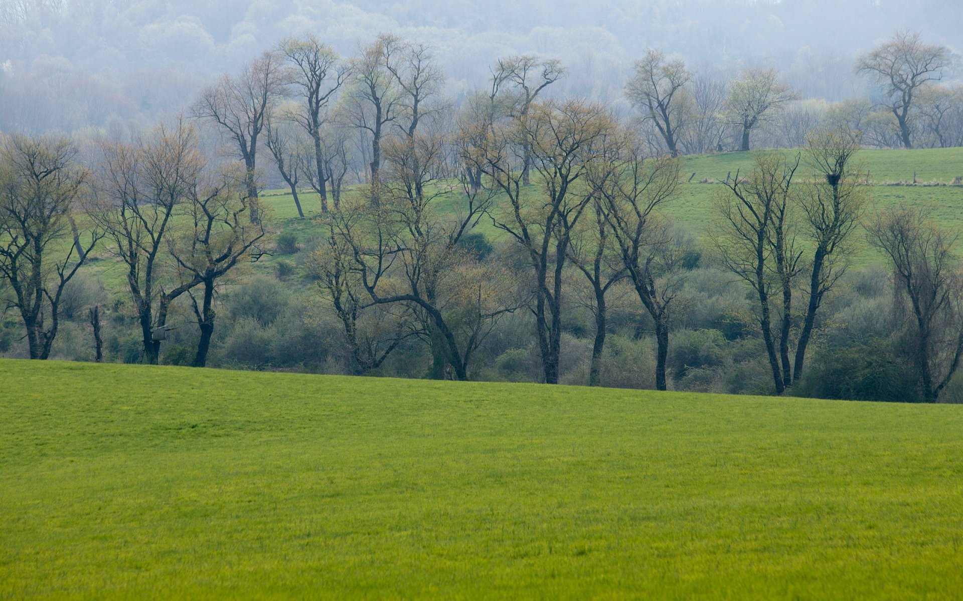 primavera campo prato verde erba foresta alberi