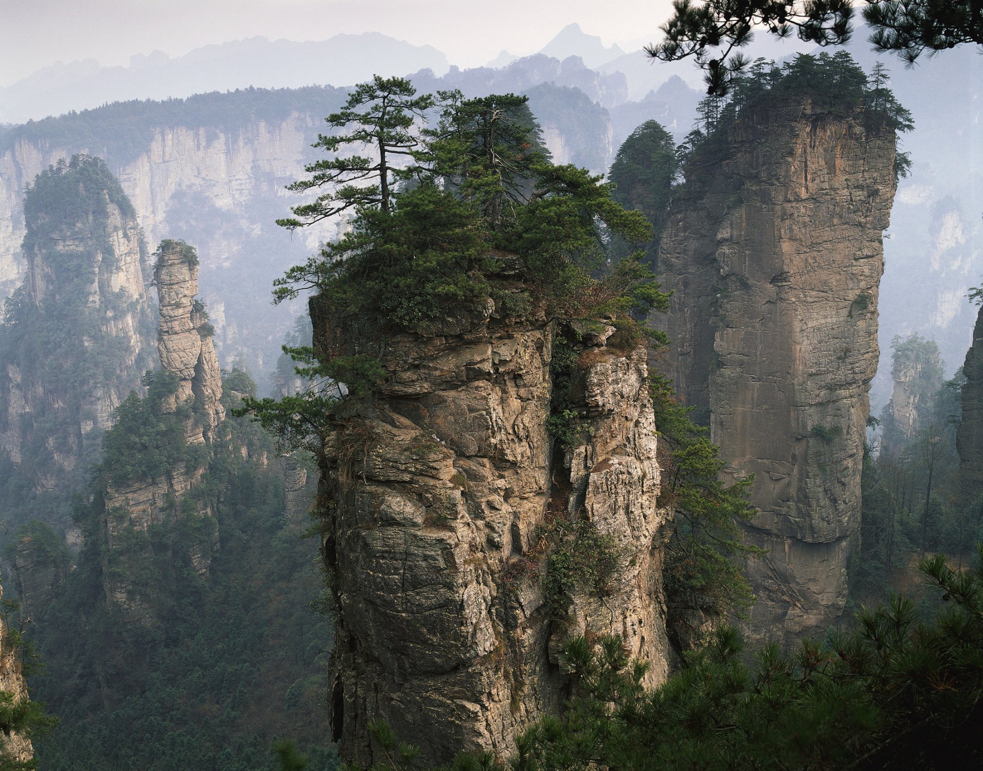 naturaleza montañas raza relieve rocas piedras pendientes plantas brotes hierba bosque árboles pinos ramas agujas