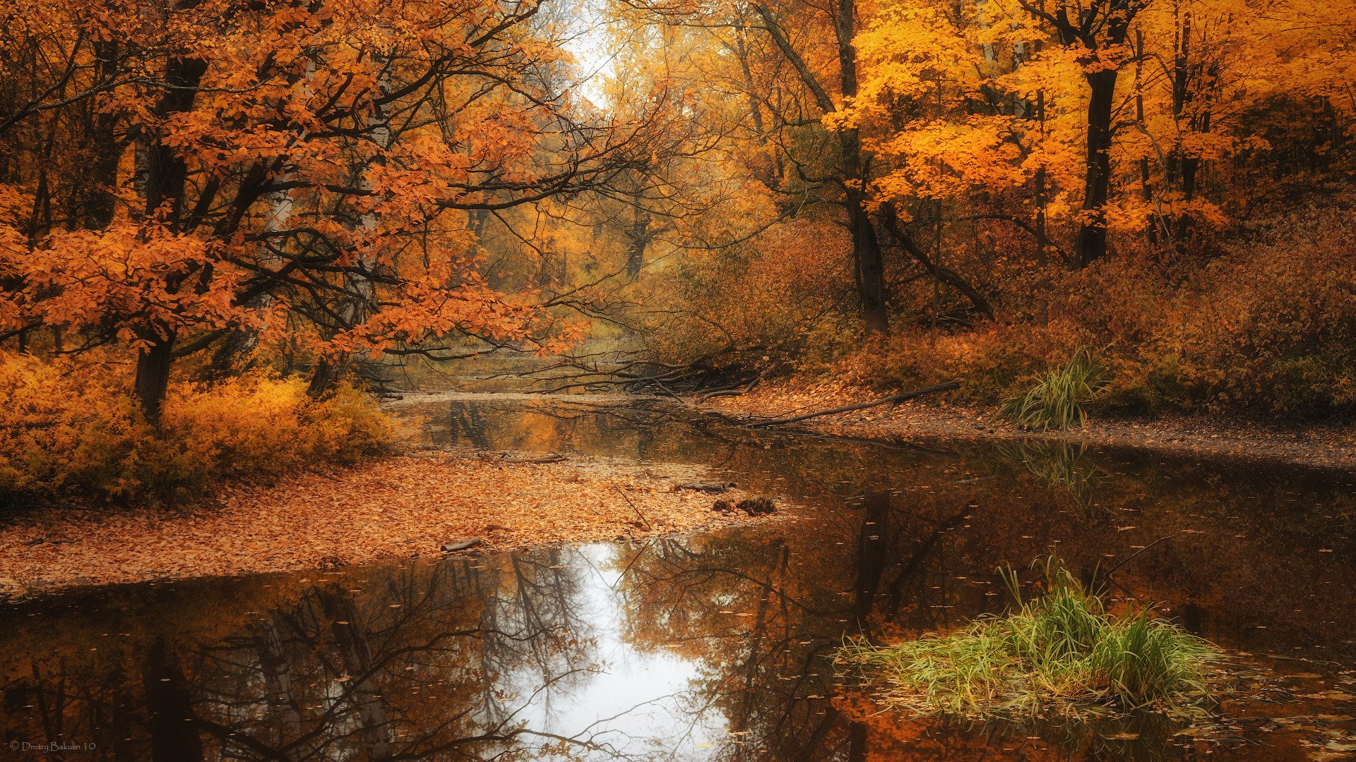 park autumn tree