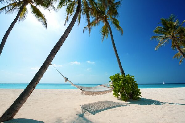 Летний солнечный пляж с пальмами