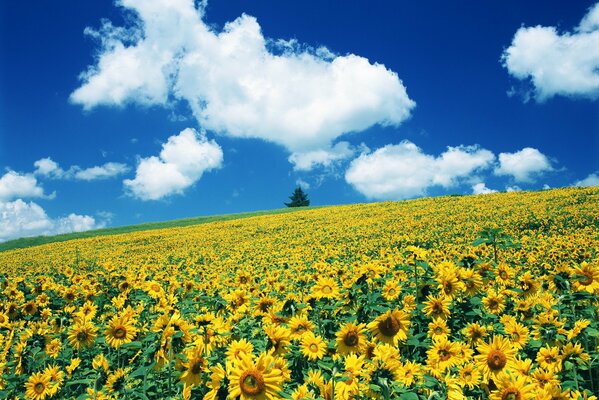 Ein Baum steht auf einem Feld mit Sonnenblumen